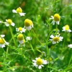 ジャーマンカモミールの育て方 栽培 Lovegreen ラブグリーン