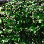 テイカカズラ 定家葛 の育て方 Lovegreen ラブグリーン