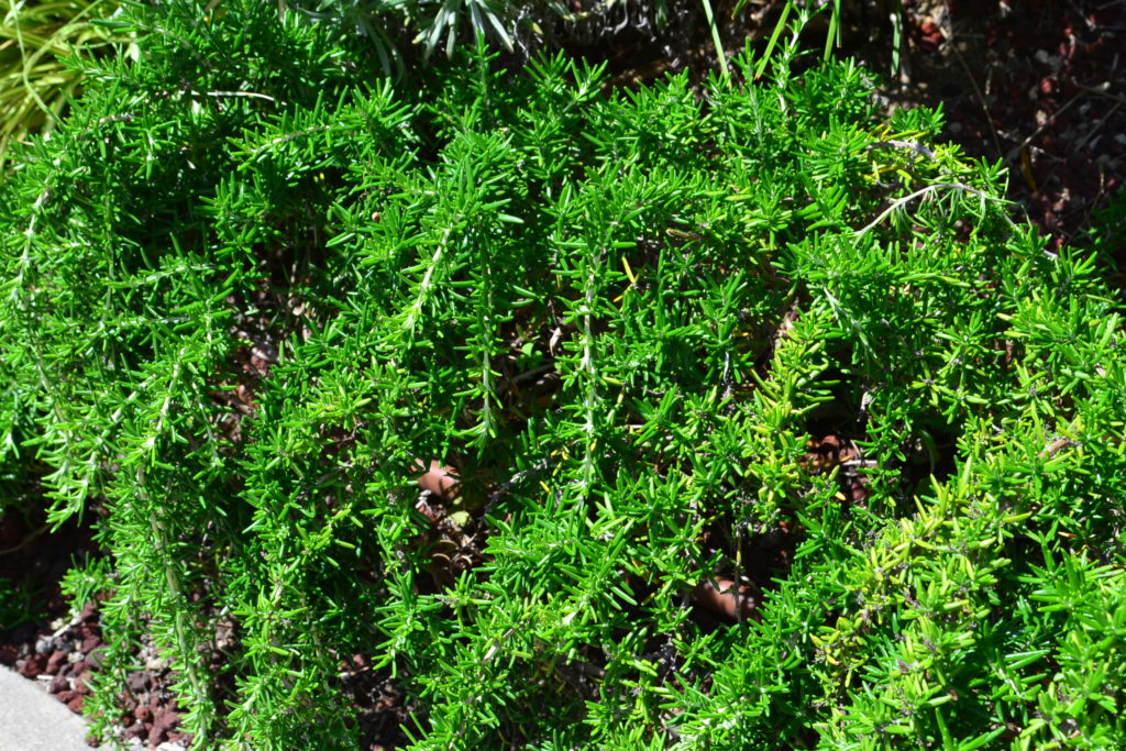 ローズマリーの育て方 栽培 Lovegreen ラブグリーン