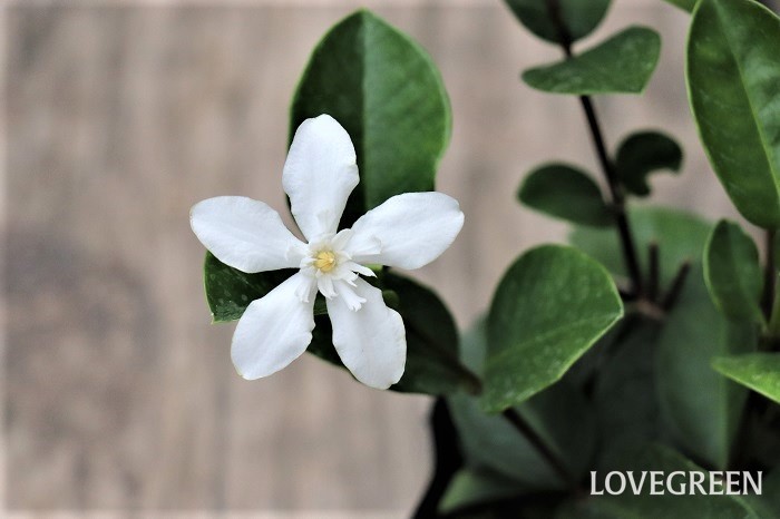 セイロンライティアの花言葉や種類、特徴をご紹介！セイロンライティアは、初夏から秋に真っ白い花を咲かせる低木。寄せ植えや鉢植え、庭植えにする花苗として親しまれています。
