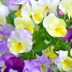 冬の花壇や寄せ植えに！ 春まで長く咲くおすすめの花12選
