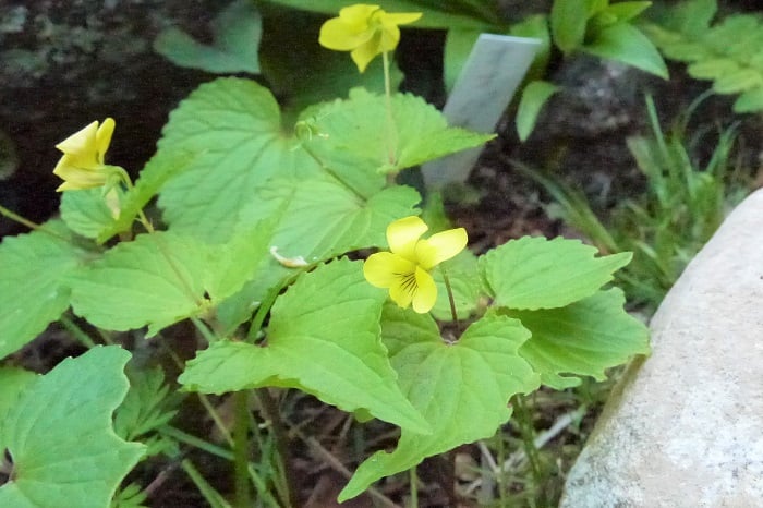 オオバキスミレの植物図鑑、育て方