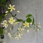 テイカカズラ 定家葛 の育て方 Lovegreen ラブグリーン