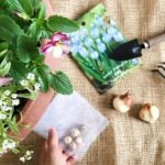 3種の球根を使った寄せ植えの作り方を紹介します。トリプルデッカーって聞いたことありますか？ トリプルデッカーとは、ガーデニングでは球根を3層植えにすることをいいます。2層植えはダブルデッカーです。 寄せ植えの下にダブルデッカー、トリプルデッカーをしのばせておけば球根の水やりを忘れることがありません。寒い冬の間はかわいらしい花が咲く寄せ植えを楽しんで、球根が芽吹く春をわくわくしながら待ちましょう。　
