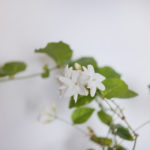 ジャスミンの育て方 Lovegreen ラブグリーン