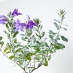 エレモフィラの育て方 Lovegreen ラブグリーン