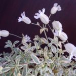 シレネ ユニフローラの育て方 Lovegreen ラブグリーン