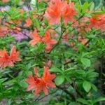 レンゲツツジ（蓮華躑躅）の育て方・栽培方法 | LOVEGREEN(ラブグリーン)