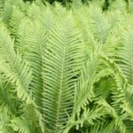 こごみ(クサソテツ)の育て方・栽培方法 | LOVEGREEN(ラブグリーン)