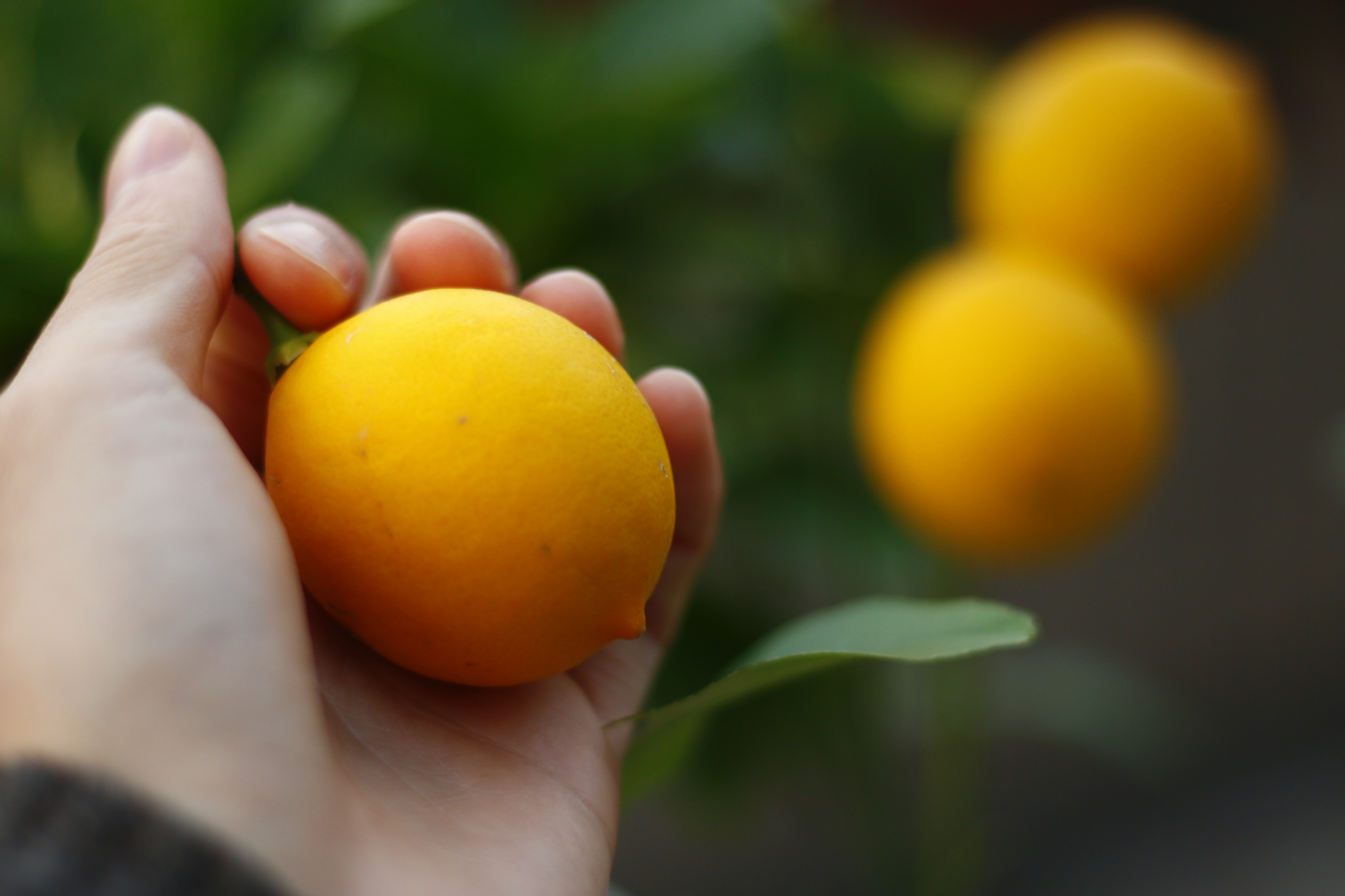 こんなに楽しめる お庭やベランダで収穫したレモンの活用方法 Lovegreen ラブグリーン