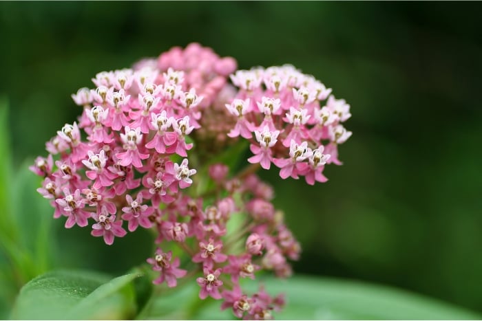 アスクレピアス　 canva Asclepias Incarnata