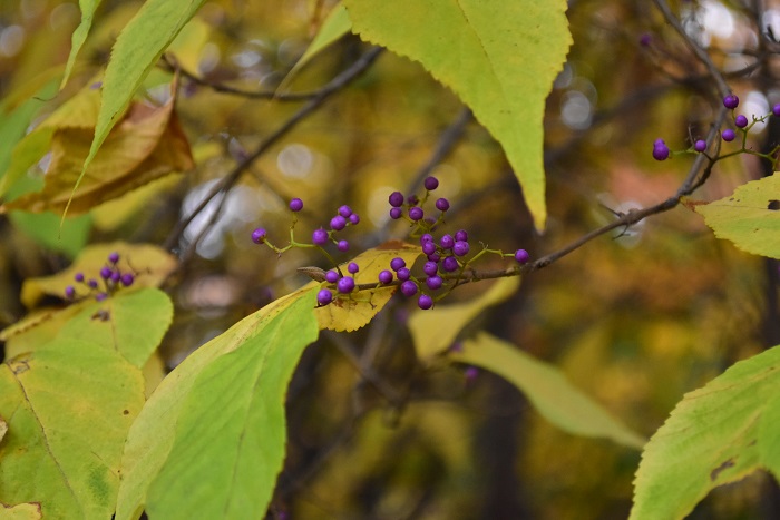 ムラサキシキブ 紫式部 の育て方 Lovegreen ラブグリーン
