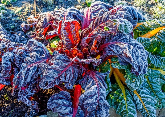 野菜の霜AdobeStock_487839729