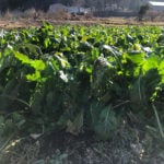 野沢菜 のざわな の育て方 栽培 Lovegreen ラブグリーン