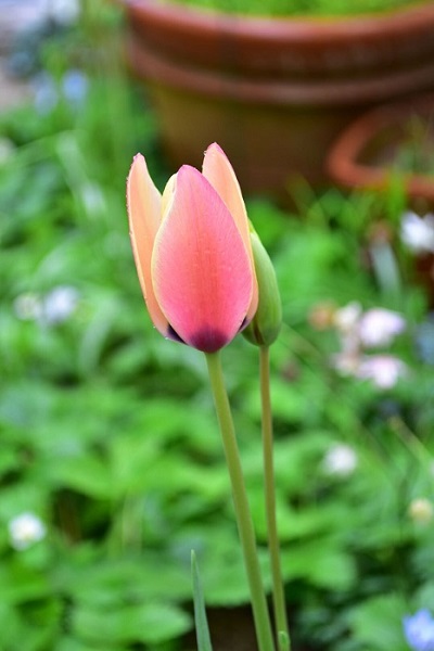 多くの原種チューリップは、3月～4月に開花します。花が終わったら、花首のみ切り取り育て続けます。