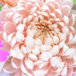 お正月は縁起物の花、菊で華やかに。種類や長持ちさせるポイント