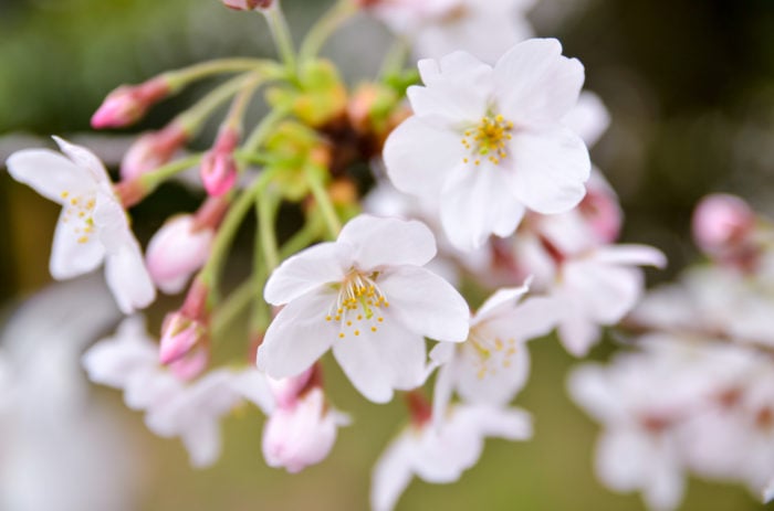 桜（サクラ）の花言葉｜種類、特徴、色別の花言葉 | LOVEGREEN(ラブ