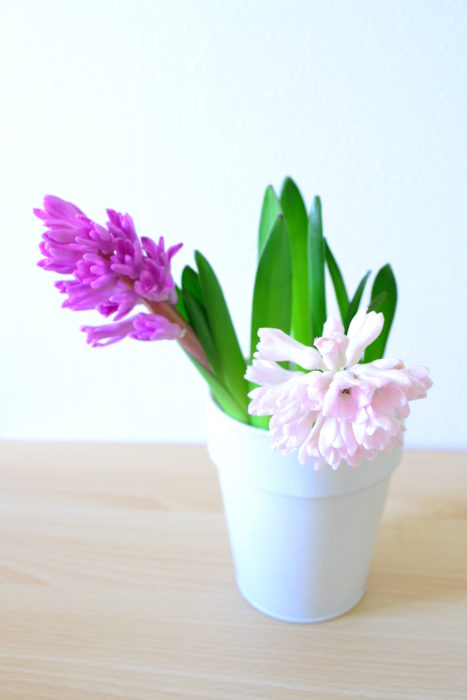 ヒヤシンスは、水分たっぷりで重量があるお花です。花瓶の丈が低すぎると、花の重みに茎が耐えられず、折れてしまいます。花の重みに耐えられるような丈の花瓶選びをしてください。