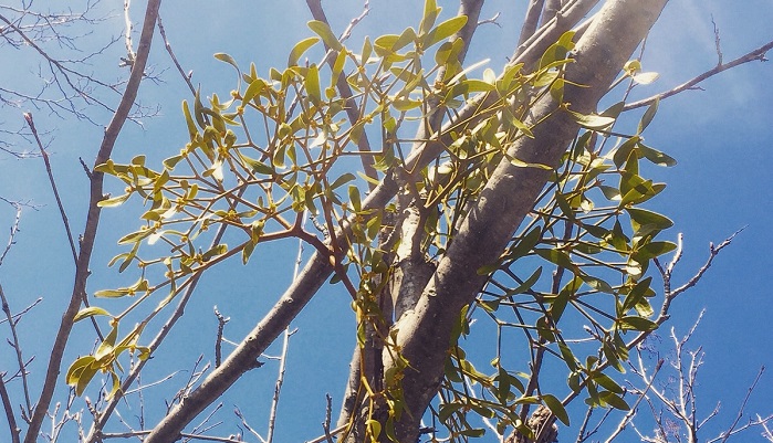 樹木に寄生する植物 自生しているヤドリギの姿をご紹介 Lovegreen ラブグリーン