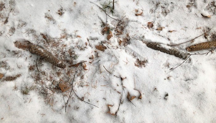 木の根元に大きく長細い松ぼっくりが落ちています。落ちた後に雪が降っているのか、雪に埋まっています。