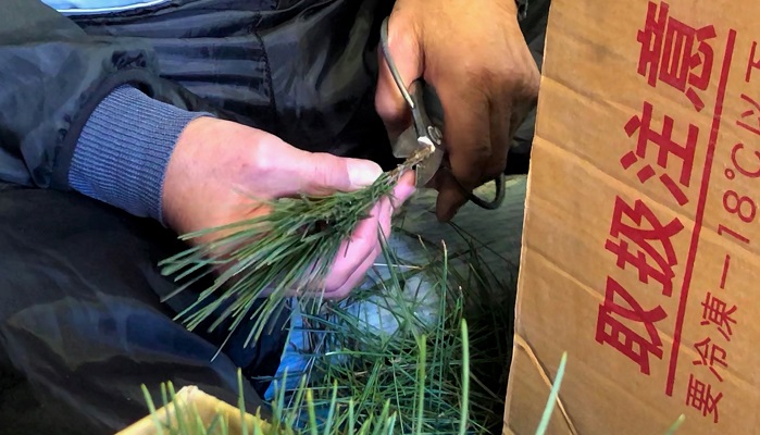 ごぼう締めや杓子締めに使われている小さい松が藁に挿しやすいように、枝を斜めにカットしています。