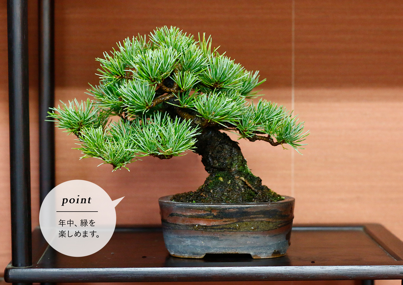 初めての盆栽でも大丈夫。育て方や手入れ術を紹介 Bonsai