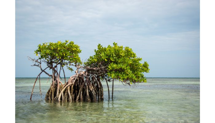 CANVA マングローブ