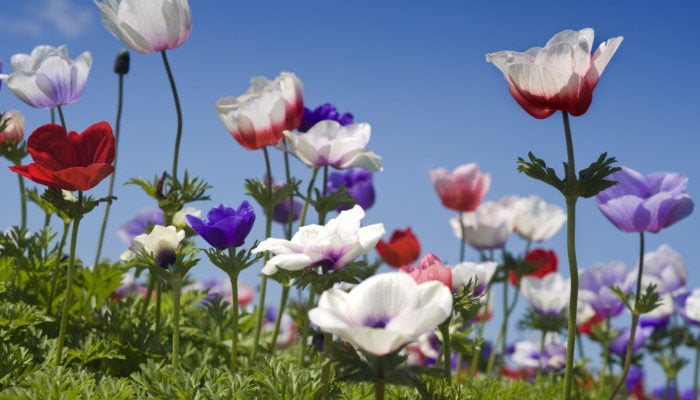 春の花20選 春に咲く草花 樹木 球根の花 Lovegreen ラブグリーン