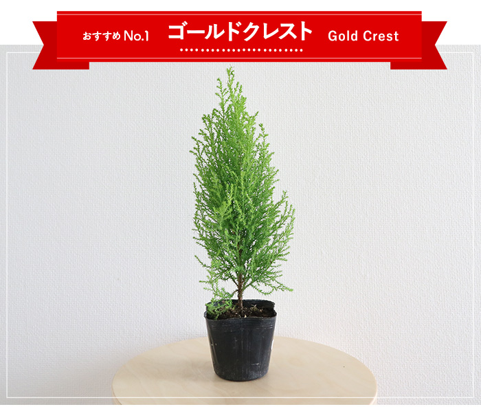 もうすぐクリスマス 今年は本物のクリスマスツリーを飾ろう Lovegreen ラブグリーン