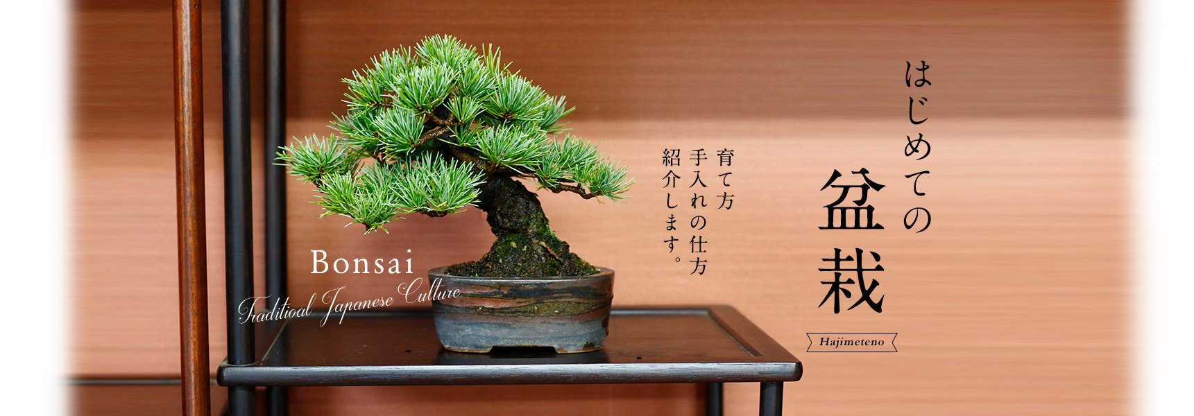 初めての盆栽でも大丈夫。育て方や手入れ術を紹介 Bonsai