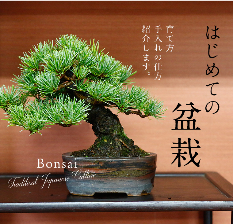 初めての盆栽でも大丈夫。育て方や手入れ術を紹介 Bonsai