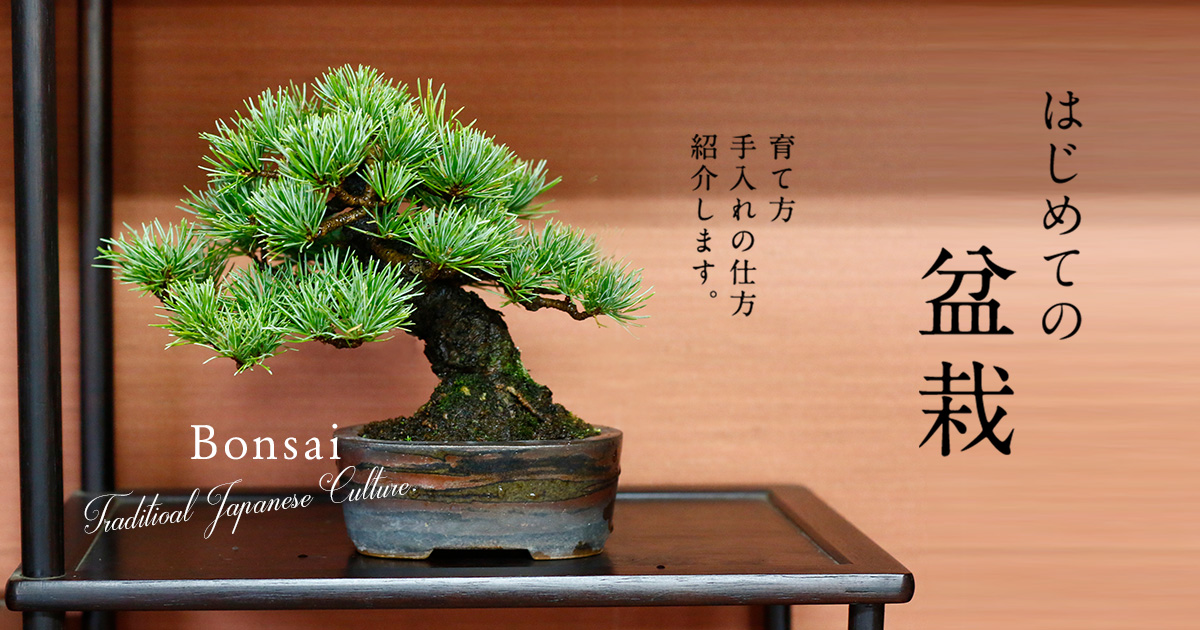 初めての盆栽でも大丈夫 育て方や手入れ術を紹介 Bonsai