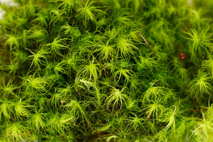 タマゴケ 明るい緑色をした苔はフワフワしたルックスで特に女性に人気。2月位につける胞子体の蒴（さく）が丸い玉状をしているのも魅力的。