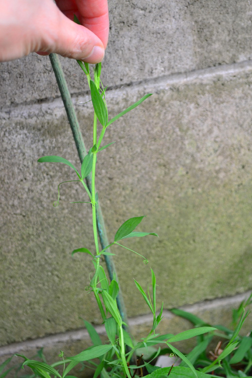 スイートピーは発芽後に茎が7～8節伸びたら摘芯（つるをカット）をしましょう。