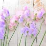 春の甘い香り！ スイートピーの生け方のコツ