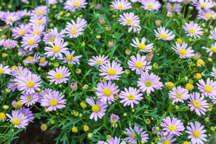 シオン 紫苑 の花言葉 種類 特徴 色別の花言葉 Lovegreen ラブグリーン