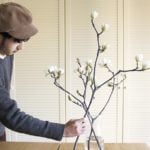 白木蓮（ハクモクレン）を生けよう。コブシとの見分け方や枝ものを飾るコツ