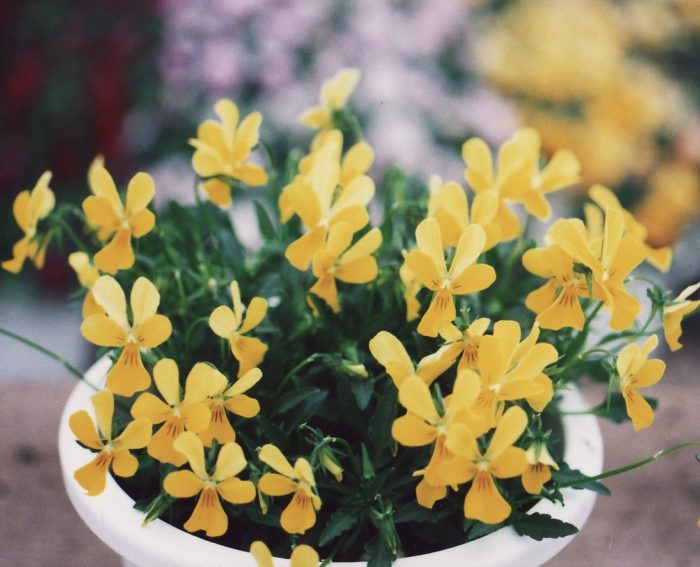 キャットニップ（イエロー） 現在は「バニー」の名前で販売されている品種の最初の姿です。この花の登場によって「ラビット」の花型が誕生しました。