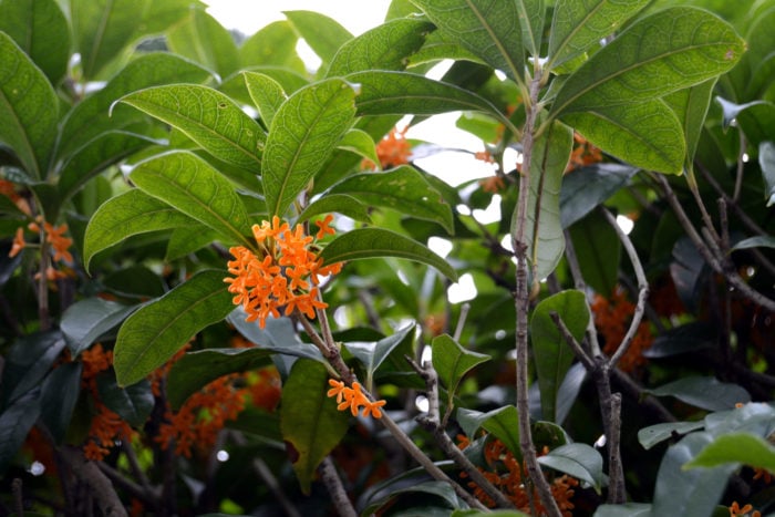 金木犀 キンモクセイ の花言葉 種類 特徴 色別の花言葉 Lovegreen ラブグリーン