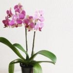 胡蝶蘭（コチョウラン）の育て方。水やり、花が終わった後の管理などについて