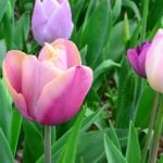 チューリップの球根｜植え方ときれいに咲かせるコツ！