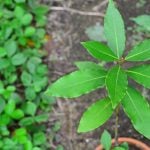 月桂樹（ローリエ）とは？ 育て方、植え付け、剪定、保存や利用法まで