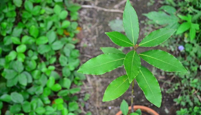 月桂樹 ローリエ の育て方 植え付け 剪定 保存や利用法まで Lovegreen ラブグリーン