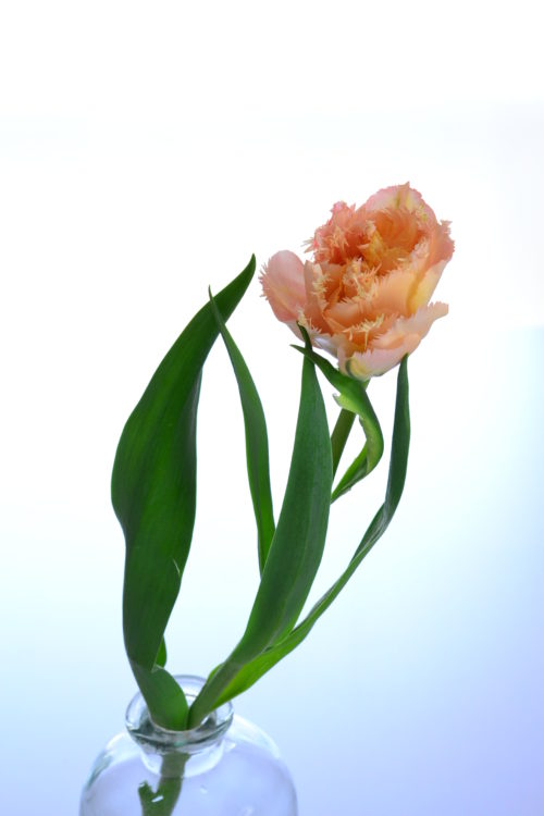他の花や葉っぱがなく、チューリップ1輪を生ける時は、口の細めの花瓶の方が、チューリップが思ったところに定まってくれるので生けやすいでしょう。ただし、チューリップは、茎が太い花なので、花瓶の口は茎の太さ以上のものを選びましょう。  チューリップはゆるやかにカーブしていることが多い花です。右に流れているものは右側に、左に流れているものは左に生けると、自然の流れを生かして生けることができます。自然の流れに逆らって生けようとすると、なかなか思うように止まってくれません。