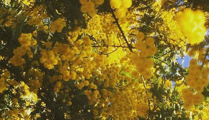 可憐な花をつけるミモザの葉が落ちたその原因は 虫や根腐れなどをチェック Lovegreen ラブグリーン