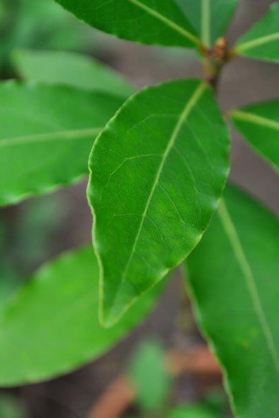 月桂樹 ローリエ とは 育て方 植え付け 剪定 保存や利用法まで Lovegreen ラブグリーン