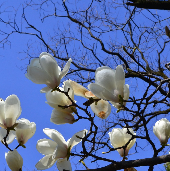 白木蓮（ハクモクレン）は、中国産のモクレン科の落葉樹 白木蓮（ハクモクレン）は別名ハクレン、ハクレンゲとも呼ばれています。つぼみのときは銀色の毛で覆われ、白い美しい花を咲かせます。開花時期は3月から4月で、白木蓮（ハクモクレン）の枝ものは1月末から出回りはじめます。