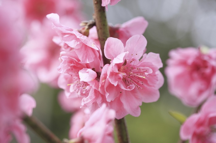 2月中旬から3月に出回る人気の花・枝もののひとつが桃の花。桃の節句・ひな祭りには是非自宅で生けて季節を楽しみませんか？ やさしいピンク色の可愛らしいお花にとても癒されます。