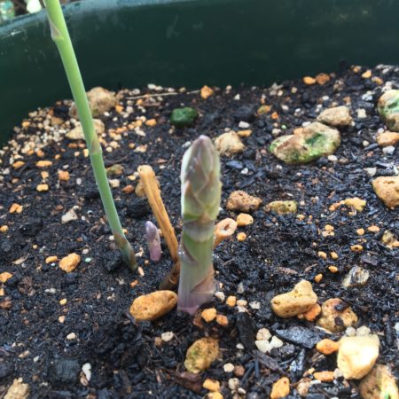 昨年とは違い、なかなかの太さのアスパラガスが出てきました。長さが25cmくらいに伸びたらハサミで地際部分から茎を切り取り収穫します。大きく育ち過ぎるとすじがかたくなるので注意しましょう。
