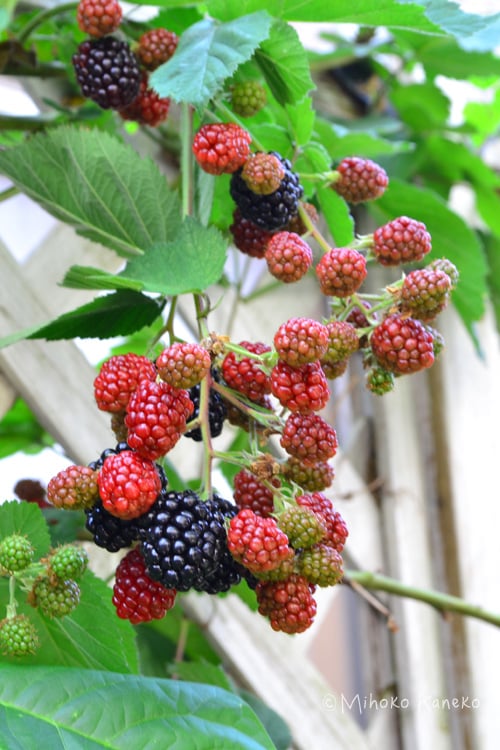 ブラックベリーとは 育て方 実がなる仕組み 植え付け 誘引 剪定まで Lovegreen ラブグリーン